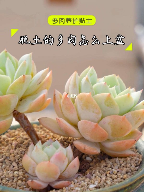 多肉瓣怎么栽活