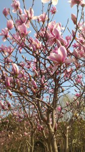 上海市市花寓意是什么 上海市市花寓意的含义是什么？