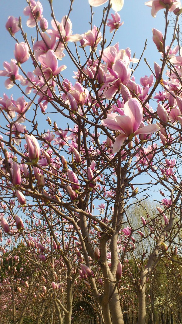 上海市市花寓意是什么