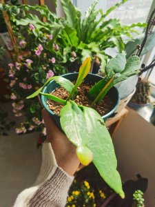 昙花叶子干瘪怎么回事 昙花叶子为何枯萎？