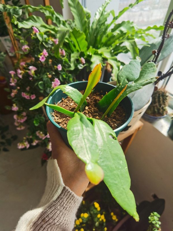 昙花叶子干瘪怎么回事