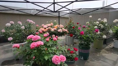 夏天月季需要遮阴吗 夏季月季需要遮荫吗？