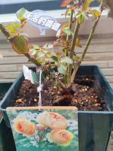 月季秋天能移栽吗 月季花可否在秋季移植？