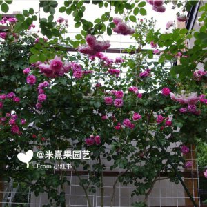 滕本月季用多大的盆好 滕本月季适合种植在什么样的花盆中