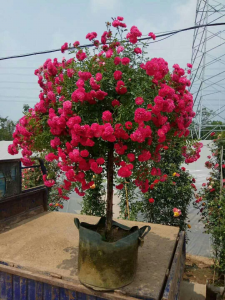 树状月季的八招养护小技巧 八招养护技巧助您打造茂盛的树状月季
