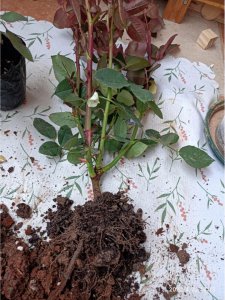 带土球发货的月季要怎么栽种 种植带土球发货的月季需要注意什么？