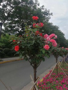 如何让城区景观道树状月季开花多 提升城区景观道树状月季开花量的方法