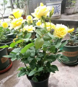 月季怎样才能养到花爆盆 如何养护月季花以实现花朵盛开