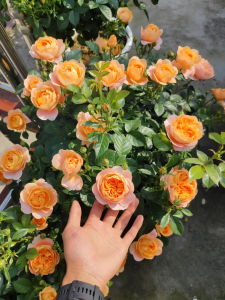 月季秋天怎么种才会爆盆 如何在秋季种植月季以获得爆盆效果