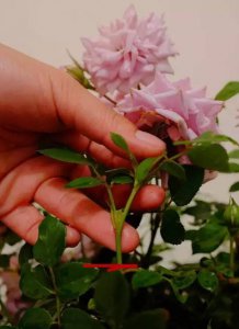 夏天月季怎么养才能开花不断 夏季月季如何养护才能持续开花