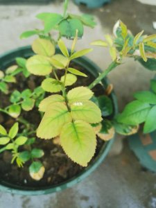 月季缺肥的表现以及处理方法 月季植物的肥料不足症状及处理方法