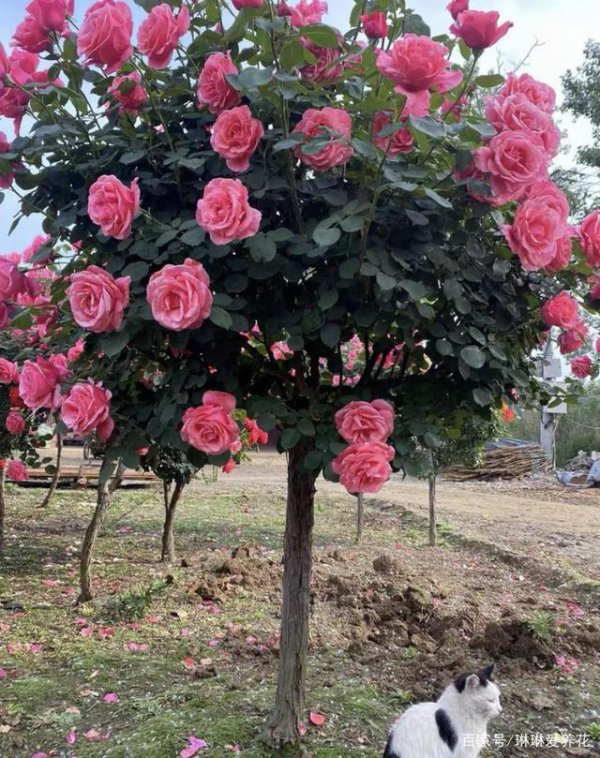 树状月季开花少的原因是什么