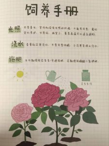 超实用的月季全年养护指南 月季全年养护实用指南