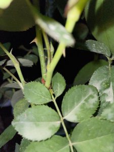 如何识别树状月季盲枝 如何辨别树状月季的无花枝？