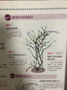树状月季养护剪枝方法 树状月季修剪护理指南