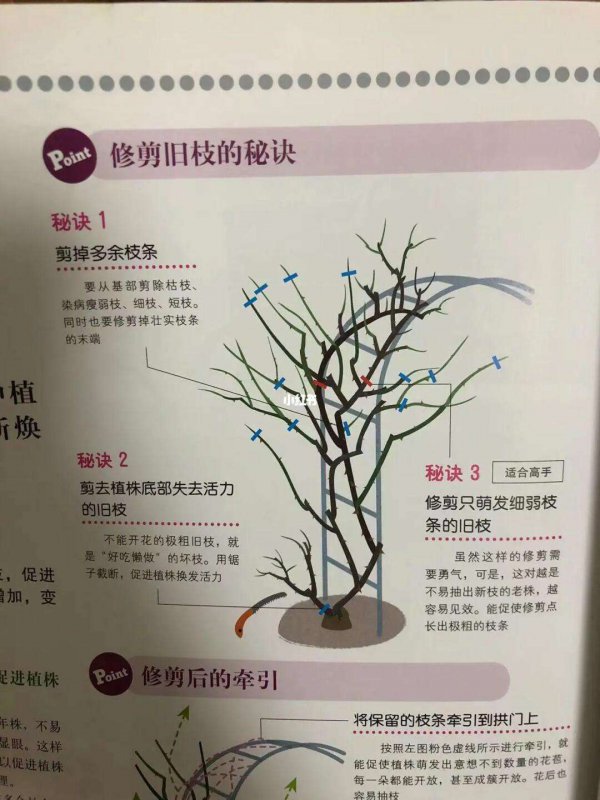 树状月季养护剪枝方法