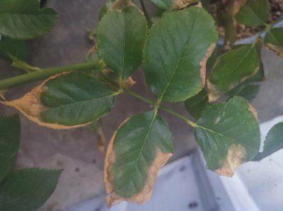 月季缺铁的症状 月季缺铁症状一文
月季缺铁表现简介