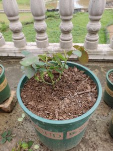 种月季花怎么种 种月季花的方法
栽种月季花的步骤