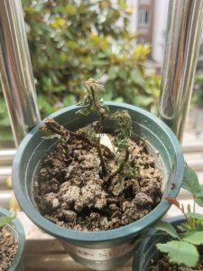 地栽月季移栽后蔫了 月季移栽后枯萎了