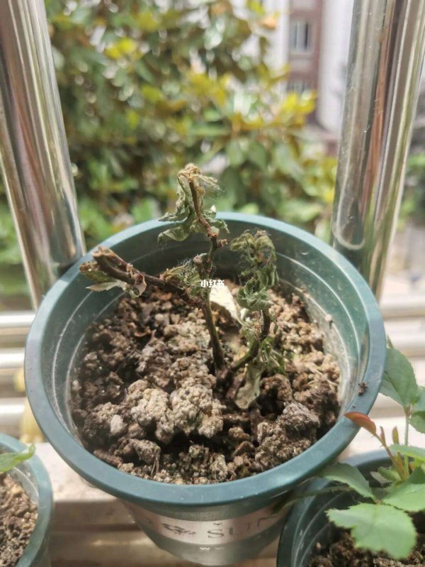 地栽月季移栽后蔫了