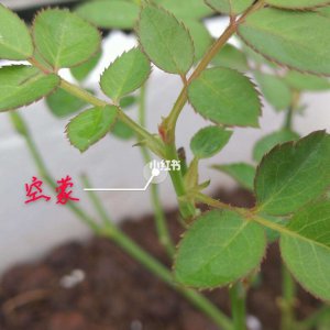 怎样识别月季盲枝盲芽 如何辨别月季的光盲枝和盲芽