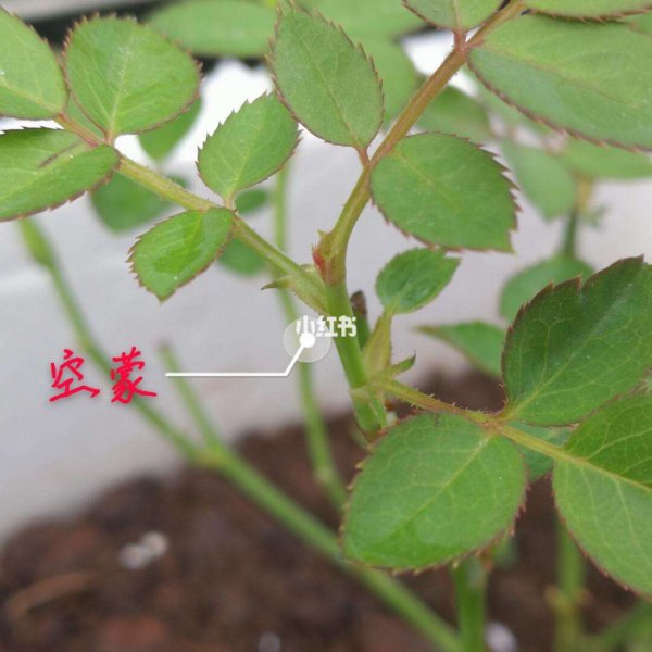 怎样识别月季盲枝盲芽