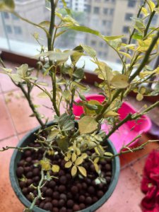刚买回来的月季花黄叶怎么办 新购的月季花叶子变黄怎么处理