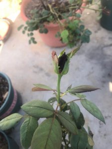月季根部发黑还能活吗 月季根部变黑还能存活吗？