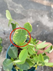 月季肥伤的状态叶子是怎样的 月季过肥叶子的症状是什么？