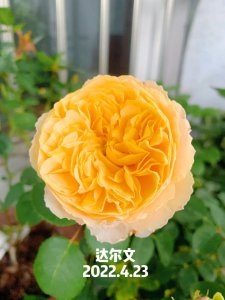 达尔文月季是藤本吗 达尔文月季属于藤本植物吗？