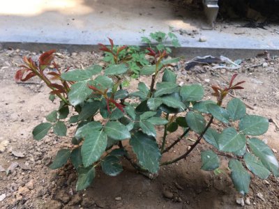 几月份栽月季成活率高 哪个月份种植月季存活率最高