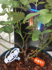 月季木质化了怎么办 月季木材化了怎么处理？