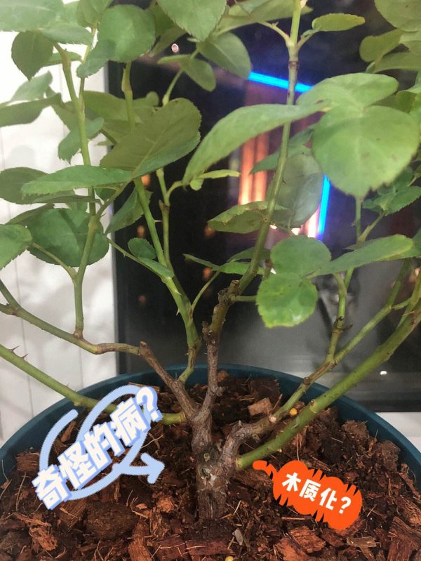 月季木质化了怎么办
