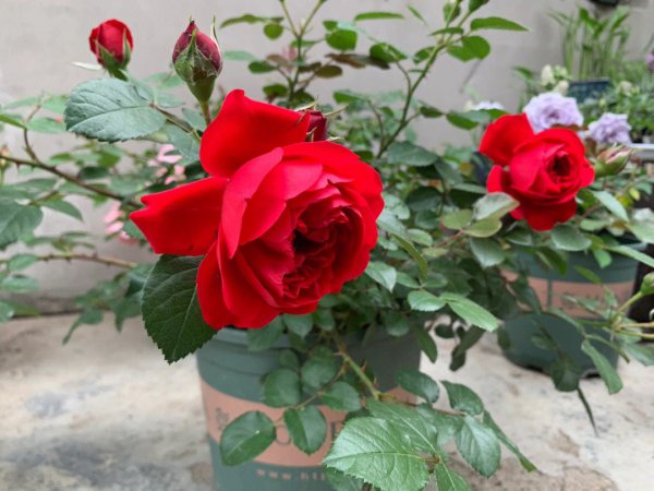佛罗伦萨月季是一季花还是多季吗