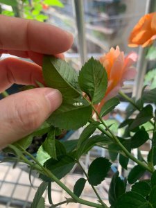 月季花谢后施什么肥 月季花凋谢后需要施什么肥料？