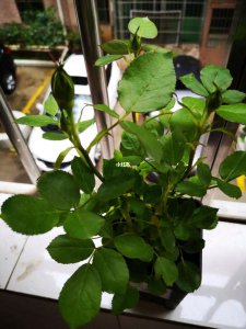 刚买的月季小苗要剪掉花苞吗 新购买的月季小苗需要摘除花蕾吗？