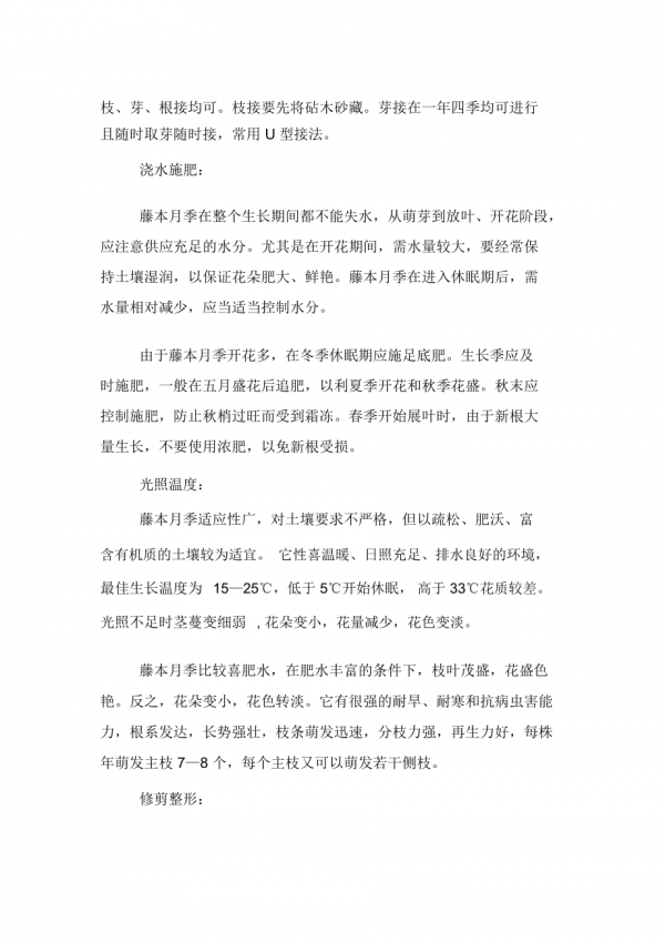 藤本月季移栽注意事项