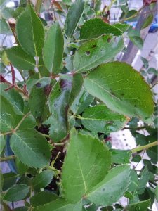 月季叶子黑斑都掉光了怎么办 月季叶子全部掉光了该怎么处理？