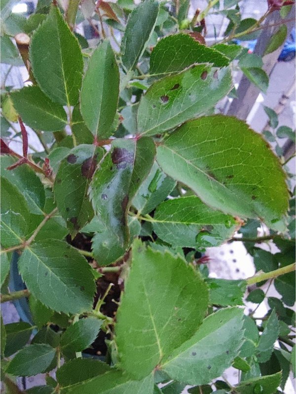 月季叶子黑斑都掉光了怎么办
