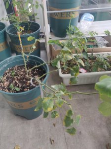 买回来的月季花全部落叶了怎么办 买回来的月季花为何突然掉叶？