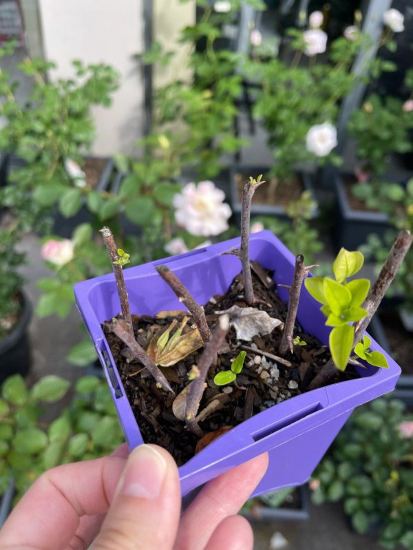 龙沙宝石月季繁殖方法