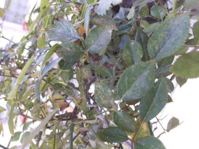 月季花叶子上长白灰是咋回事 月季花叶子上长白灰是怎么了？
