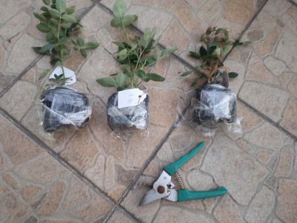 网购的月季小苗刚收到怎么处理