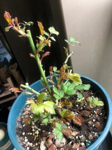 藤本月季笋芽需要打顶吗 藤本月季笋芽需不需要打顶？