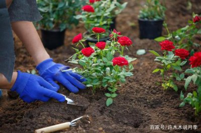 地栽月季可以施尿素吗 月季地栽适合施用尿素肥吗？
