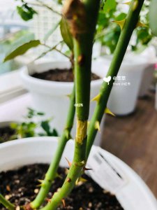 月季高压环剥生根做法 月季高压环境下的生根技巧