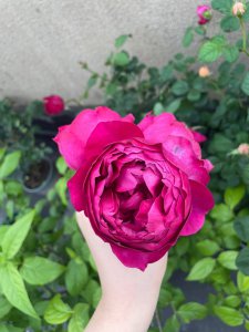 秋日胭脂月季怎么养 秋季月季养护小贴士