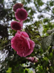 下雨天月季花需要搬进来吗 雨天时是否需要把月季花带进室内？