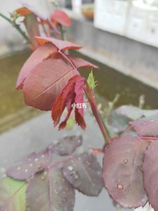 月季长花苞以后施什么肥 月季开花后需要施什么肥料