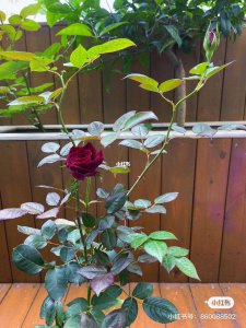 五月份可以插月季花吗 五月可否种植月季花？